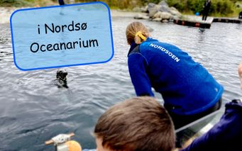 NordsøOceanarium - se sæler